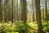 Eupen_Wandern_Hertogenwald_18(c)www.ostbelgien.eu_Dominik_Ketz