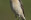 Vögel in der Umgebung der Kleinen Roer (c) Aves Ostkantone
