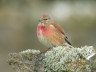 Braunlauf Bluthänfling Carduelis cannabina Aurélien Audevard 1 (c) Natagora BNVS