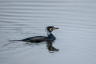 0112 Exkursion von Amsel bis Zaunkönig