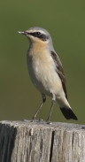 Vögel in der Umgebung der Kleinen Roer (c) Aves Ostkantone